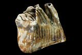 Fossil Woolly Mammoth Lower M Molar - North Sea Deposits #149823-3